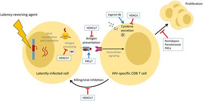 Diverse Impacts of HIV Latency-Reversing Agents on CD8+ T-Cell Function: Implications for HIV Cure